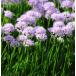  allium " summer красота ". корень .