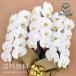 �� ���j�� �M�t�g �Ӓ����� �R�`���E���� �� �� �z���C�g �R�{���� �Q�V�ֈȏ� �J�X�j�� �a�����v���[���g �ɂ�   ���ʉ� �ސE�j�� ���� ����