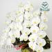 �� ���j�� �M�t�g�Y�� �Ӓ��� �R�`���E���� �R�{���� �R�R�ֈȏ� ������ ���A�� �J�X�j�� �a�����v���[���g �ɂ�   ���ʉ� �ސE�j�� ���� ����