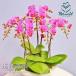 �Ӓ��� �� �M�t�g �a���� ���� �L�O�� ���j��  ���ʉ� �ސE�j�� ���� ���� 5�{���� ����������~�f�B�Ӓ��� ���j��