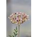 Pelargonium trifoliolatum/pe Largo nium*toli folio latsum