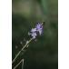 Scilla autumnalis/skila*autsum Naris 