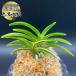  riches and honours orchid large hawk circle .... sickle kama ...3ps.@.T715fu KIRAN fu Ran free shipping 