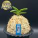�x�M�� ���� �� �����G������ �ނ���������ӂ���� 1�{�� ���i T723 �t�E�L���� �t�E���� �������� �֘A�摜1
