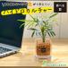 �n�C�h���J���`���[ �e�[�u�����V �ϗt�A�� ������ �y�Ȃ� ������� �I�����W �[�I���C�g �I�ׂ�� �~�j �ϗt  ��̓� �v���[���g �M�t�g �a���� ���S�� ������