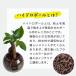 �n�C�h���J���`���[ �ϗt�A�� ������ �y�Ȃ� ������� �n�C�h���{�[�� �n�C�h���R�[�� �I�ׂ�i�� �p�L�� �K�W���}�� �T���X�x���A ���̓� �M�t�g �v���[���g �֘A�摜2