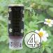 �R�n�}�̃n�`�~�c ���l�{�I�� ���Y�n�`�~�c �r�f���X�s���[�T 500g 4�{�Z�b�g