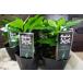  Hawaii . famous . rare price. kona coffee seedling *2 pot set cheap * coffee. tree 