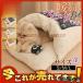 �y�b�g�x�b�h �� �L �����΍� �L�z�c ���^�� ����~�� �Q�� ���L�p �l�R �H�~�p �g���� �ӂ��� �_�炩�� �N�b�V���� �}�b�g ���G��̂悢
