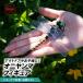 oniyama репеллент 12cm инсектицид брелок для ключа .....oniyama. большой брошь oniyama kun с ремешком . насекомое модель кемпинг рыбалка безопасность булавка 