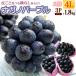 nagano лиловый 4L×3.( примерно 1.8kg) Nagano производство превосходящий товар ... .-.. виноград виноград .. кожа .. вид нет nagano purple еда фрукты фрукты виноград подарок ... предмет 