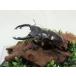  in peli Alice gloss stag beetle *68mm( geo llama specimen )