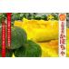  Hokkaido производство тыква 10kg(4~6 шар )