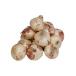 ( economical ) onion ( sphere leek *tama welsh onion * onion ) 2.5kg [ Kyushu * Saga * Kumamoto * Kagoshima production * Kagawa *.. production * domestic production ]