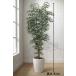  Tokyo район бесплатная доставка Benjamin способ искусственная зелень H1830 / примерно 1.8m интерьер зеленый человеческий труд декоративное растение 