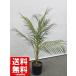  искусственная зелень areka cocos nucifera способ горшок имеется H780 / примерно 0.8m человеческий труд декоративное растение офис зеленый 