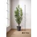  Tokyo район бесплатная доставка каучуковое дерево способ искусственная зелень H1580 / примерно 1.6m интерьер зеленый человеческий труд декоративное растение 