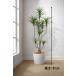  Tokyo район бесплатная доставка драцена темно синий sinne способ искусственная зелень H1600 / 1.6m интерьер зеленый человеческий труд декоративное растение 