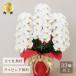 �Ӓ��� ��� 33�ֈȏ� �L���O�f���b�N�X 3�{���� �� �M�t�g �� �� ���j�� �J�X�j�� �A�C�j�� ����