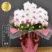 . butterfly orchid orchid midi rouge 3ps.@..[ all country ... goods judgement . gold . winning . butterfly orchid ] Father's day Mother's Day flower gift . white white celebration opening festival . present flower potted plant flower pot 2024