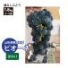 Yamagata префектура виноград pio-ne есть перевод примерно 1.8kg 3~5. Asahichou . пестициды 9 месяц средний .~ последовательный отправка 