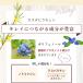 ���C�{�X�e�B�[ �I�[�K�j�b�N ���o�� �������t �N���V�b�N�O���[�h �e�B�[�o�b�O 30�� �L�@JAS�F�� �n�[�u�e�B�[ ���N�� �m���J�t�F�C�� ���e ���� Kaorino �֘A�摜5