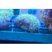 ..( коралл ) Star поли p желтый размер 3m передний и задний (до и после) на фото организм . доставим.