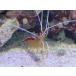  скунс шримс 3~5cm передний и задний (до и после) приманка установка завершено 
