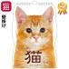  календарь 2026 орнамент кошка 2026 год . мир 8 год бумага сделано в Японии воскресенье начало кошка календарь животное календарь кошка рисунок кошка смешанные товары кошка товары симпатичный подарок подарок 