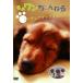  кейс нет :: one Chan ..... миниатюра Dux fndo Brown б/у DVD
