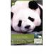  животное * planet mi-to* The * Panda впервые .. .... прокат б/у DVD
