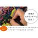 �X�N���b�`�A�[�g �y���t�� �˂��Ƃ����₫�̉ԉ� �Ћˌc�q�Ata-nya ��l�̓h��G �z���O�����d�l2������ ��l�̂ʂ肦 �l�C �֘A�摜3