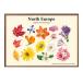  постер 1-7735 цветок цветок Северная Европа серии оригинал товар картина интерьер A3 размер искусство новое здание праздник . подарок узор изменение Северная Европа управление ID: