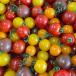  vegetable tomato sa The ki agriculture .. [ round mini tomatoes ] Mix 1kg direct delivery from producing area 