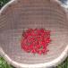  овощи приправа [ пестициды не использование ] остров tougalasi100 шт ( красный ) прямая поставка от производителя 