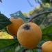  fruit loquat with translation beautiful taste nature becomes .. direct delivery from producing area 