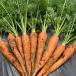  vegetable carrot is .... .. leaf attaching carrot [ less pesticide * less fertilizer cultivation ] direct delivery from producing area 