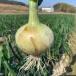  sale period 2024/06/30 till vegetable sphere leek new sphere leek 10kg Charlotte oni on Awaji Island ultimate . onion now .. direct delivery from producing area 