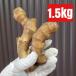  овощи приправа Kochi префектура производство волчок трещина .. сырой .1.5kg прямая поставка от производителя 