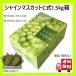 C�� �V���C���}�X�J�b�g��p �M�t�g�� 1.5kg�p 50�� �Z�b�g �Ԃǂ�2�[�p ���̂� �V���C���}�X�J�b�g�� �V���C���}�X�J�b�g�p�M�t�g��