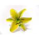 Lilly pick желтый 