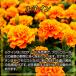 �u���[�x���[ ���e�C�� 3�� ��3������ ���O�X���m�� ���N�H�i ���N�⏕�H�i ���Y�@�ᐸ��J�@���͉��P �Ǐ� �p�\�R�� �N���A�Ȗ��� �T�v�������g �֘A�摜3