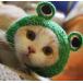  кошка для костюмированная игра лягушка. головной убор . шляпа собака кошка для парик домашнее животное шляпа домашнее животное костюмированная игра колпак 
