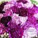 誕生日プレゼント 花 古希 喜寿 卒寿 お祝い 誕生日 花 プレゼント 花束 ブーケ ムーンダストの花束（LL） 48本の花束 珍しい花 青い花 花 紫の花