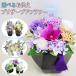 ���~�̉� �������v���U�[�u�h�t�����[ �V�~ ���~ ���� �u���U�[�h�t�����[ ���� �͂�Ȃ��� ���d�p �� ���� �u���U �v���U�[�h �v���U�[�u�h �������� �y�b�g