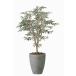 [ direct delivery goods ] natural olive tree 1.5 2423A600 W90×D90×H150cm photocatalyst human work plant light. comfort .2024