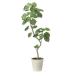 [ direct delivery goods ] twist umbellata 1.6 2495A450 W70×D55×H160cm photocatalyst human work plant light. comfort .2024