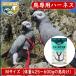 [ новый версия ] bird Harness Avy e-ta-(M) Harness & Lee shu длиннохвостый попугай попугай Harness шлейка youm предотвращение длиннохвостый попугай oo - na длиннохвостый попугай Thai Haku попугай птица 