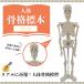 �l�̖͌^ �������� ���i�͌^ �S�g �[�� ���� �w�K�y7�ӏ��̊֐߂����R�ɉ��zTJQ �֘A�摜1
