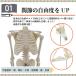 �l�̖͌^ �������� ���i�͌^ �S�g �[�� ���� �w�K�y7�ӏ��̊֐߂����R�ɉ��zTJQ �֘A�摜2